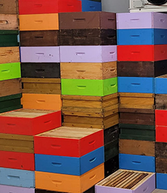 bees