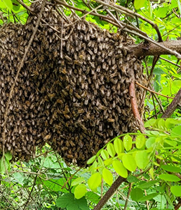 bees
