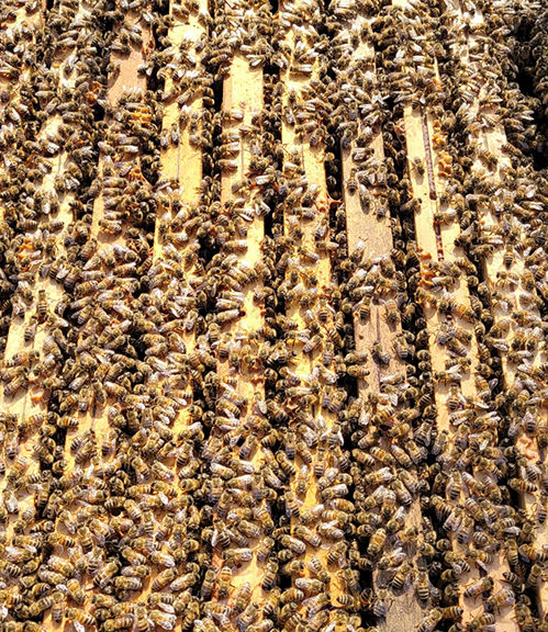bees