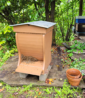 bees