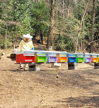 bees