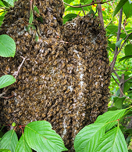 bees