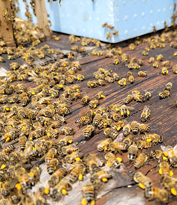 bees