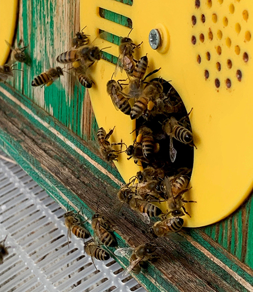 bees