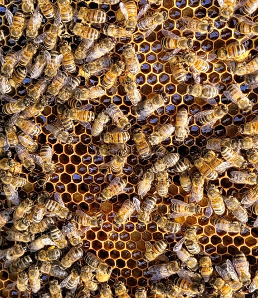 bees